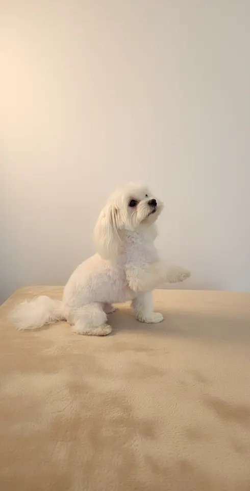 Hund vor der Pflege