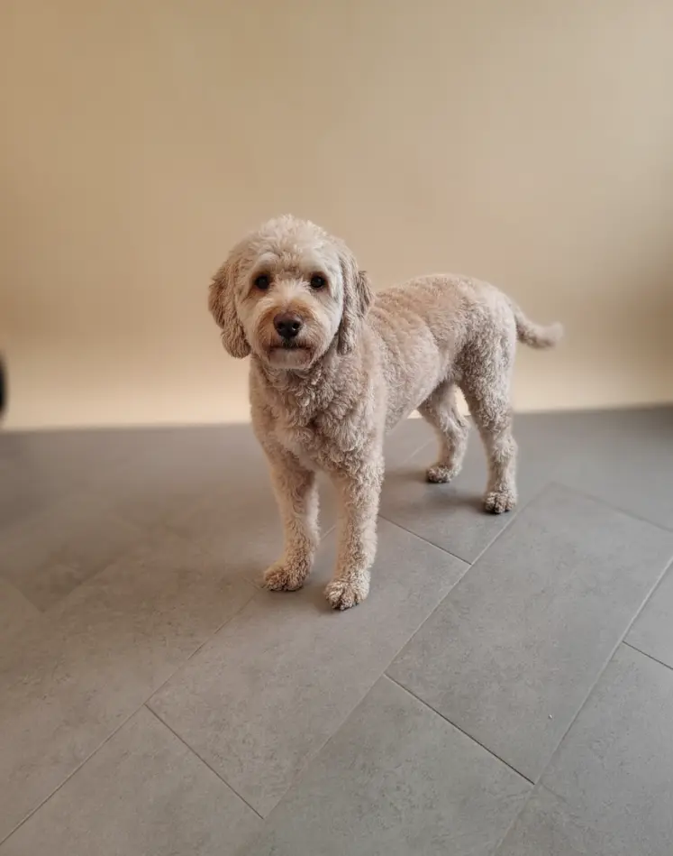 Hund nach der Pflege