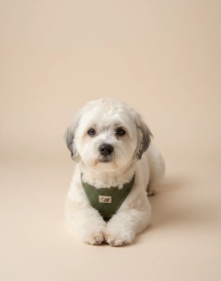 Gepflegter Hund