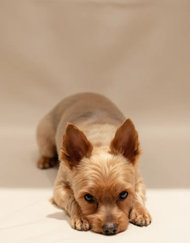 Hund nach der Pflege